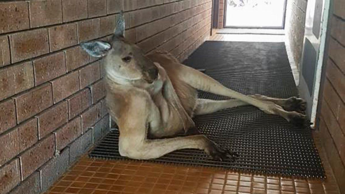 sexy kangaroo