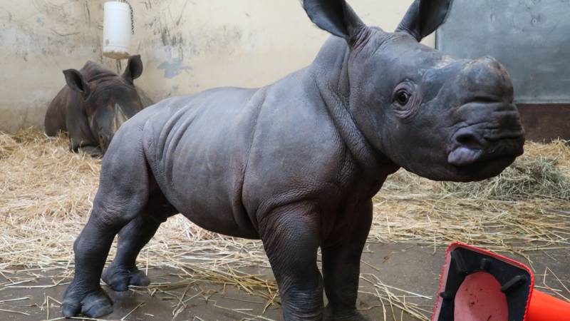 Good Afternoon, Watch This Vid Of A Baby Rhino Getting Excited Over A Bath