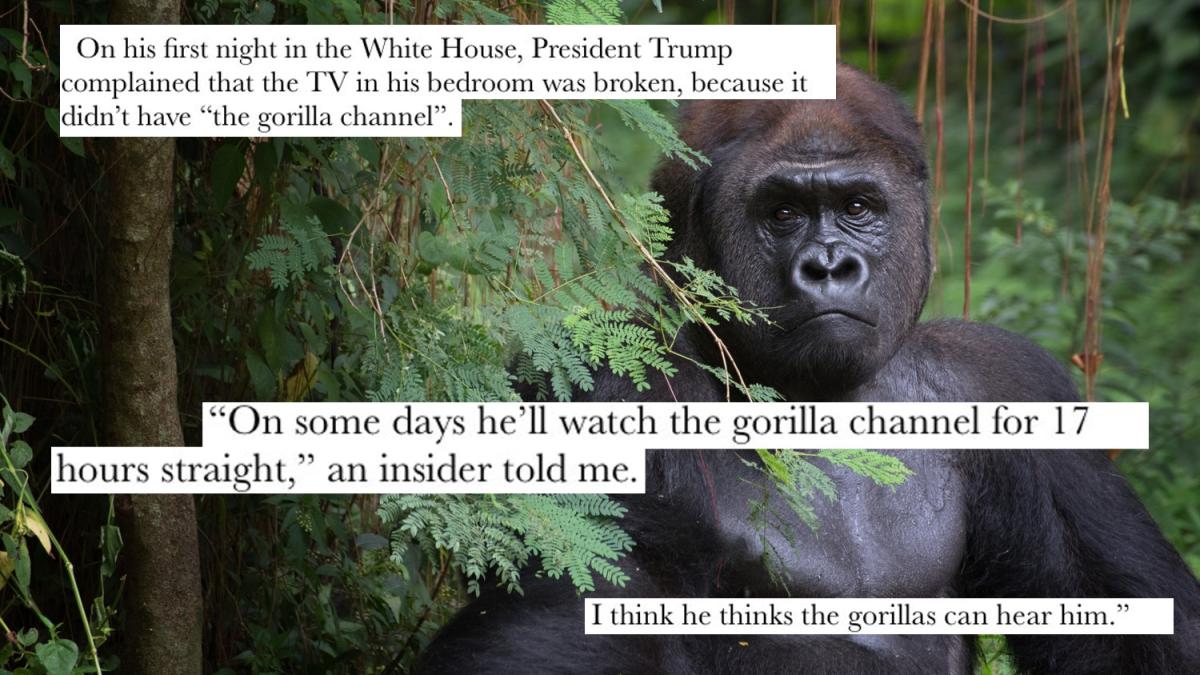 trump gorilla channel
