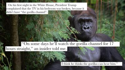 Joke Tweet Convinces Ppl Trump Spends All Day Glued To The “Gorilla Channel”