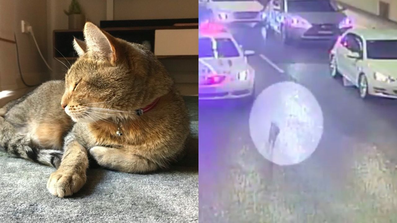 Lost Cat Reunited W/ Family After Being Spotted Doing Laps Of Sydney Tunnel