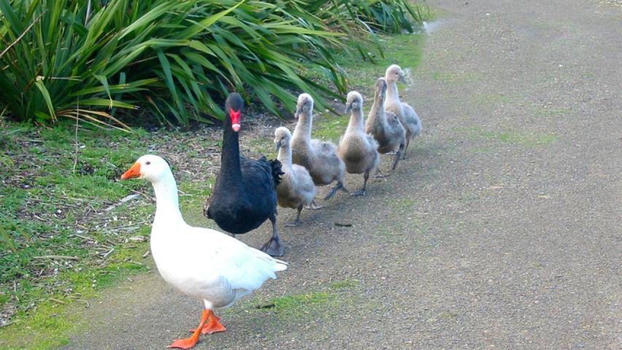 Twitter Is Mourning The Death Of Thomas, The Blind Bisexual Polyamorous Goose