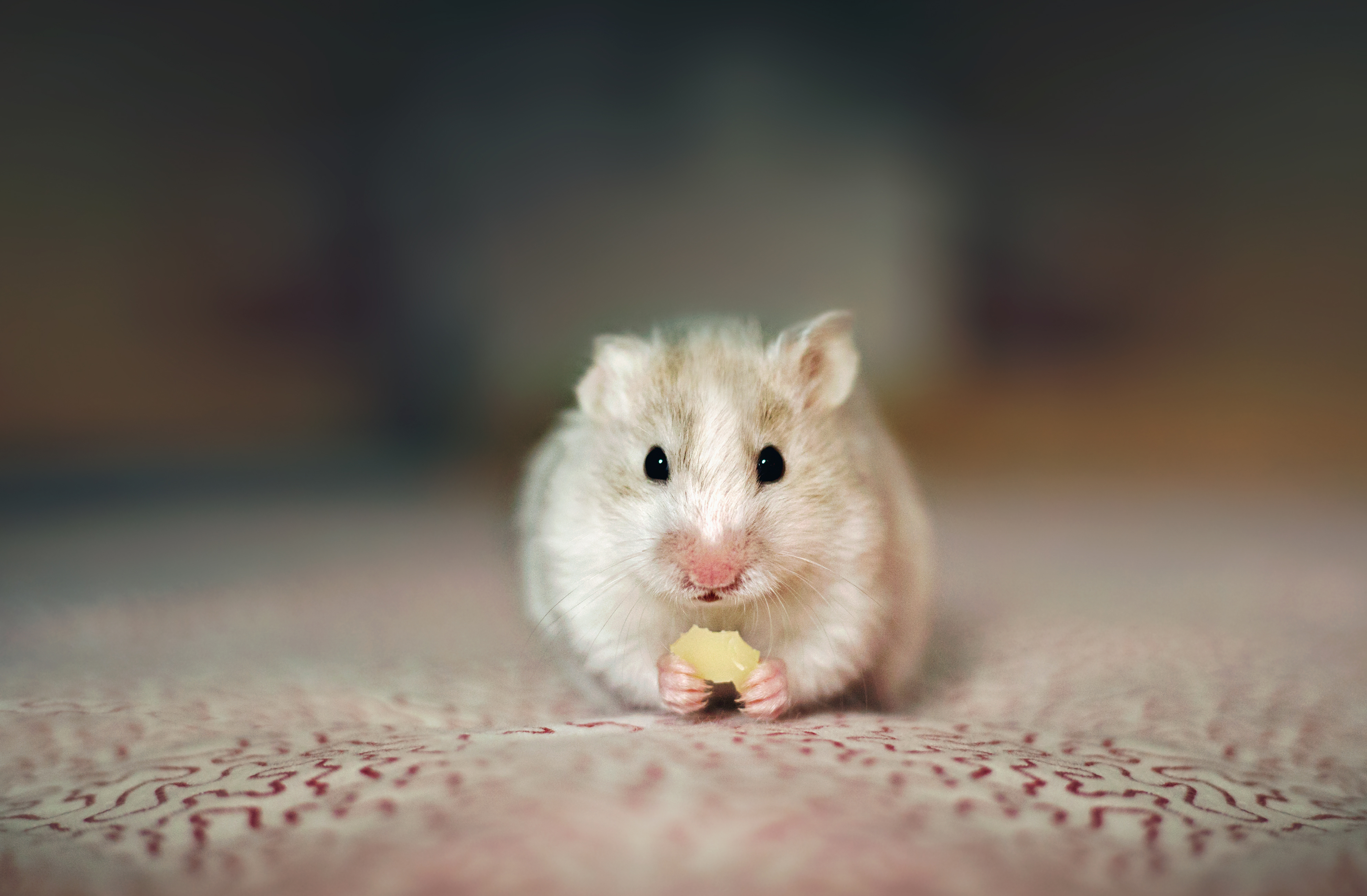 The pet I'll never forget: the emotional support hamster who