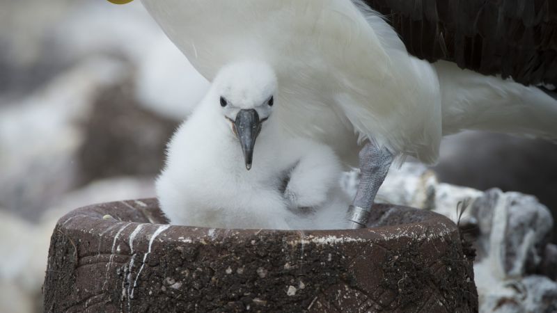 The First Shy Albatross Chicks Of 2018 Have Arrived & They’re Murderously Cute