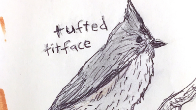 A Gentle Love Note To ‘Dumb Birds Of North America’, The Best Tumblr Ever