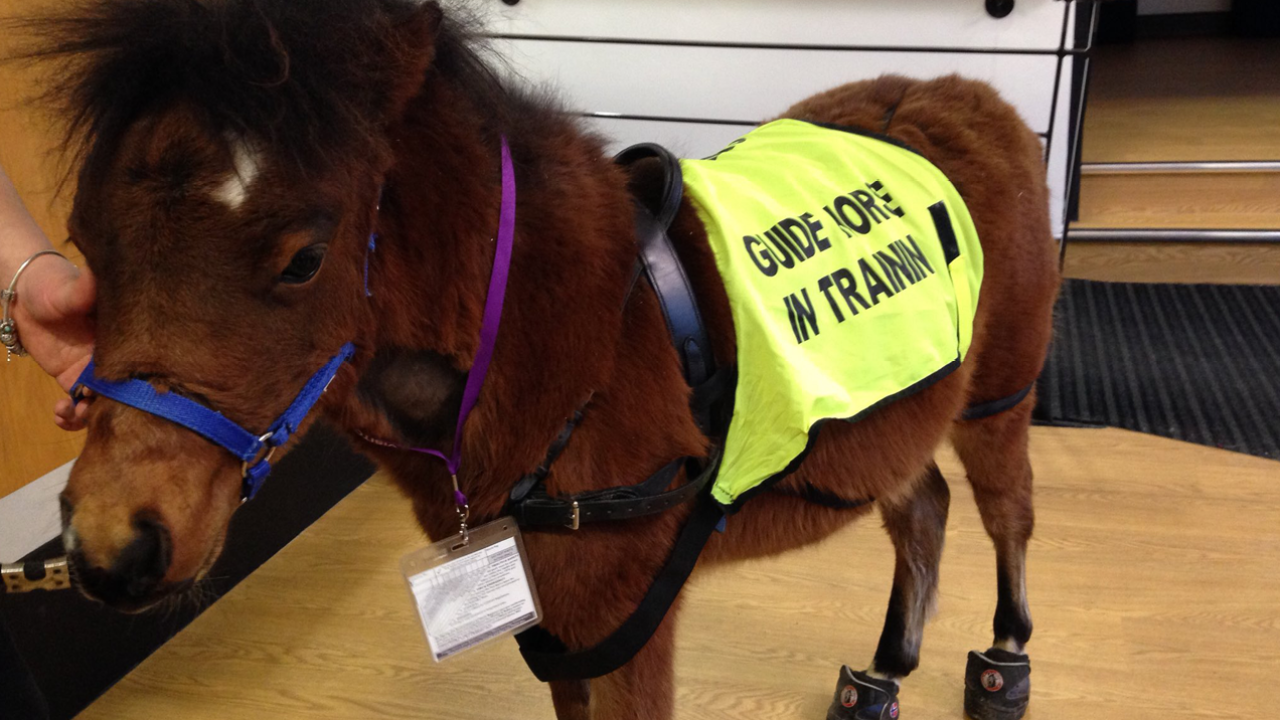 The BBC’s Newest Employee Is Digby, The U.K.’s First-Ever Guide Horse