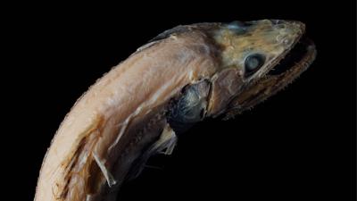 Aussie Scientists Are Naming These Fucked Deep-Sea Fish Like They’re Normal