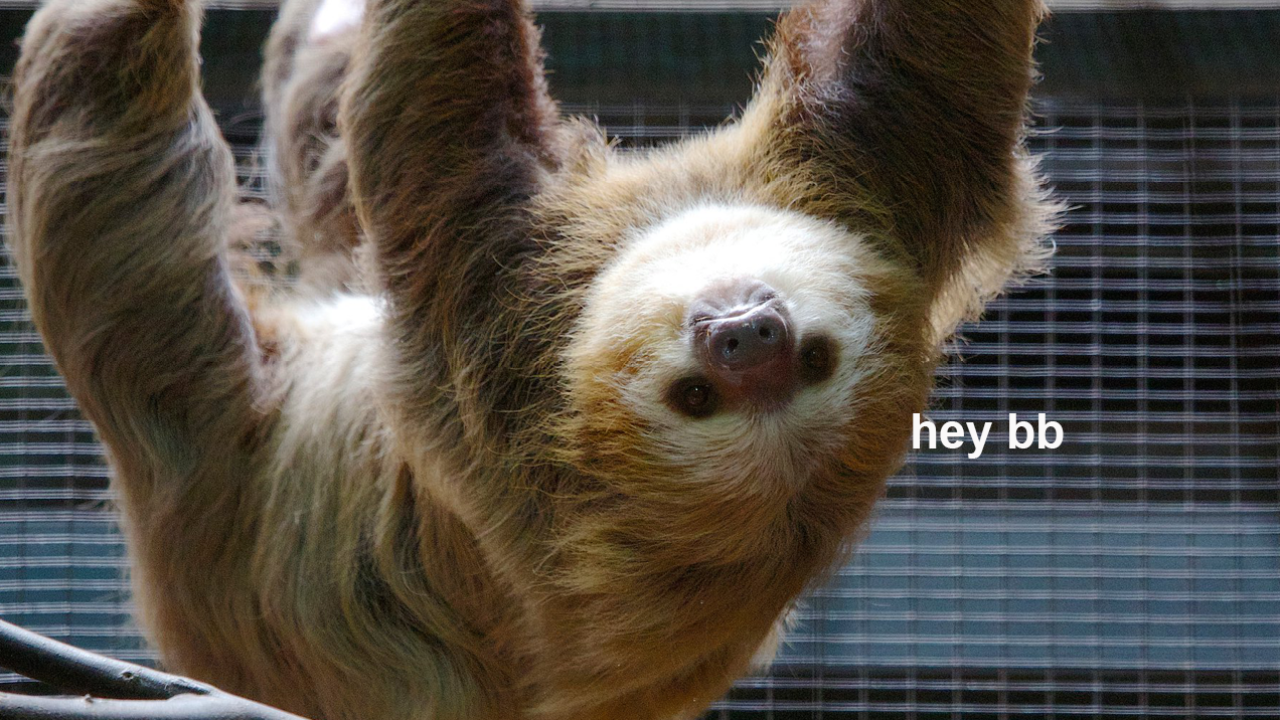 Valentine’s Day Arrives Early For A Red Panda And A Sloth In A U.S. Zoo