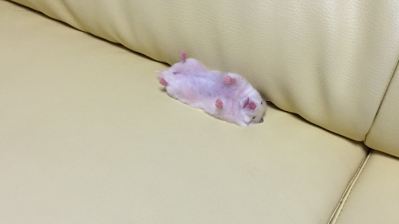 Japan Is Going Wild Over Photos Of The Weird Ways Their Pets Sleep