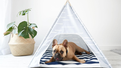 Get Yr Best Pal Feeling Hot For The Summer W/ The New Kmart Pets Range