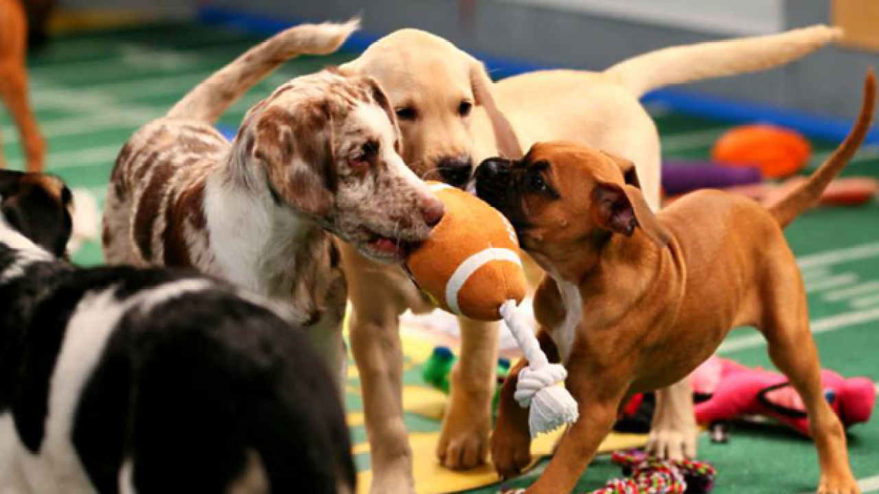 G’day Sports Fans, Here’s The Highlights From The 2018 Puppy Bowl