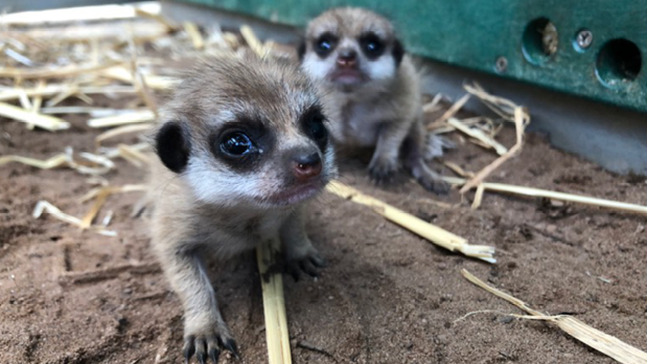 Please Say A Gentle G’Day To Taronga Zoo’s Precious New Meerkat Pups
