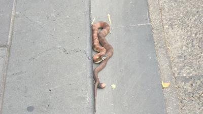 An Actual Tiger Snake Is Disrupting Traffic In The Melbourne CBD Right Now