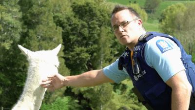 Blind NZ Alpaca Left Alone After Ratbag Thief Pisses Off With His Brother