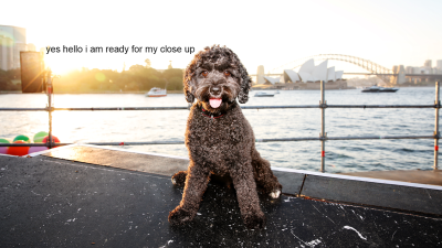 Hey Syd, Your Pup Could Be A Star In Opera Australia’s Run Of ‘La Bohème’