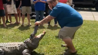 Very Normal Gender Reveal Party Goes Viral After Enlisting A Live Alligator