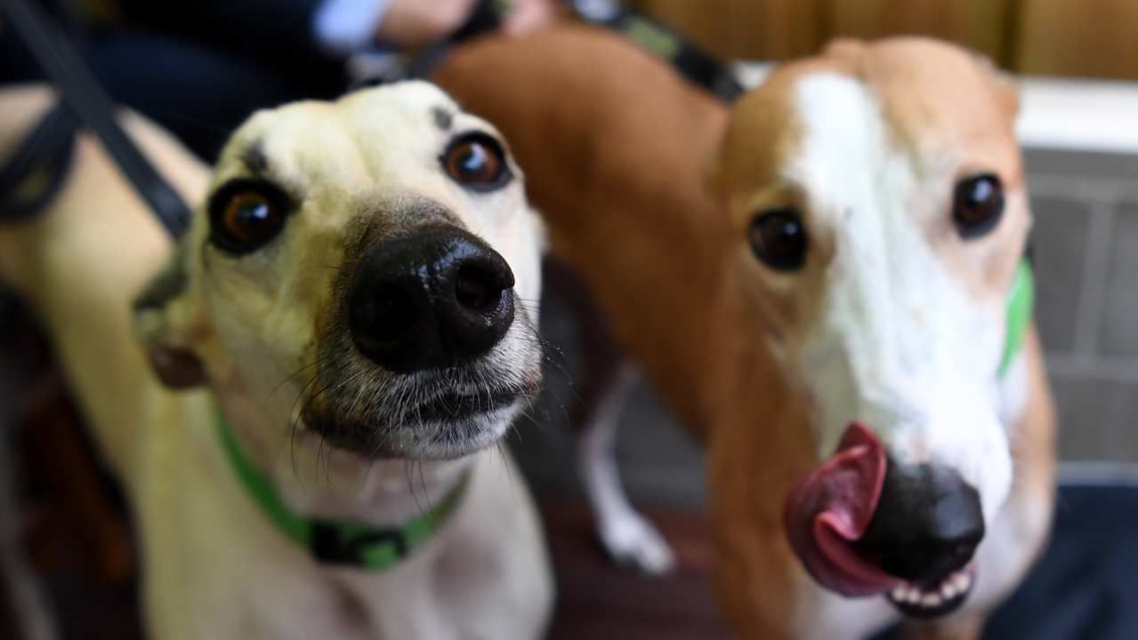 A Brand New Greyhound Adoption Cafe Just Opened In Melb, There’s Yr Weekend