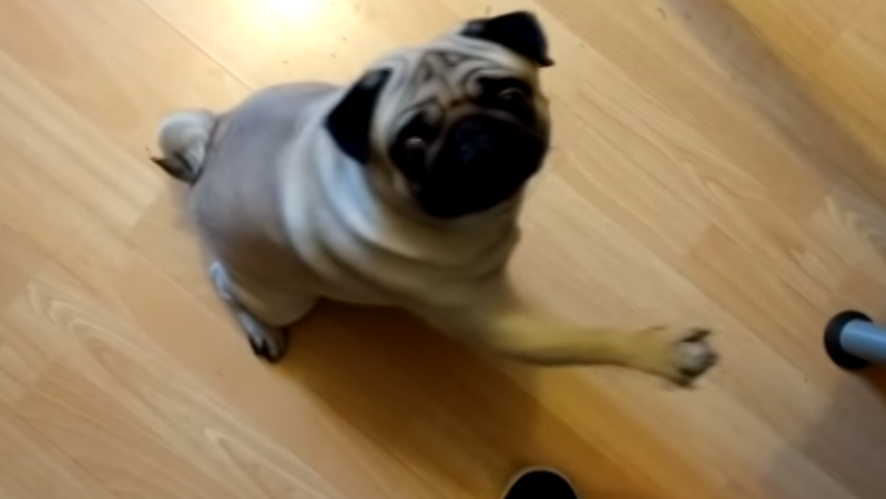 Scottish YouTuber Convicted Of Hate Crime For Video Of Nazi-Saluting Pug