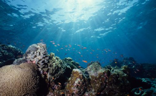 The Great Barrier Reef Will Finally Cop $500M To Fight Off Current State