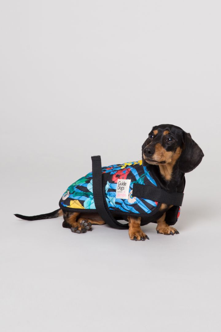 Gorman’s Made Those Adorable Dog Coats Again So Your Pup Can Be A Strong 10