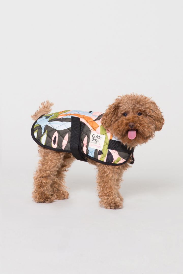 Gorman’s Made Those Adorable Dog Coats Again So Your Pup Can Be A Strong 10