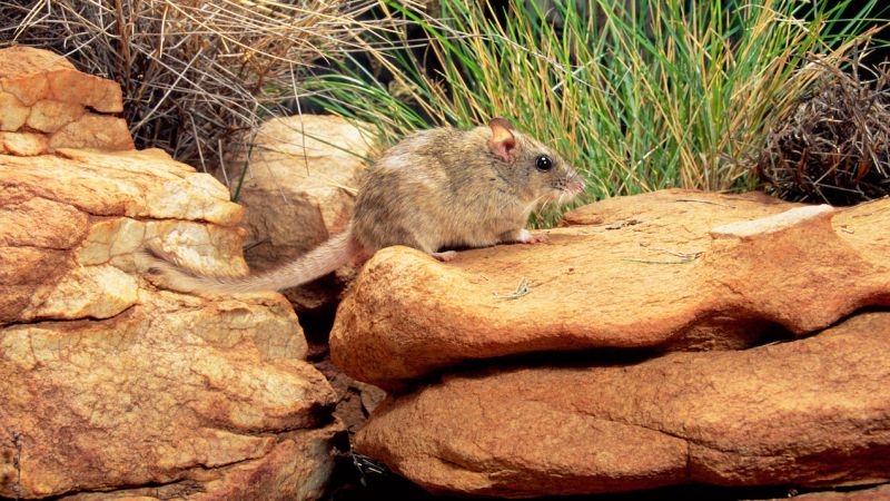 Insanely Grim Report Says 17 Aussie Species Likely To Be Extinct In 20 Years