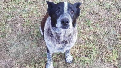 Senior Doggo Stays With Lost 3 Y.O. Human Overnight In Cold Bushland 