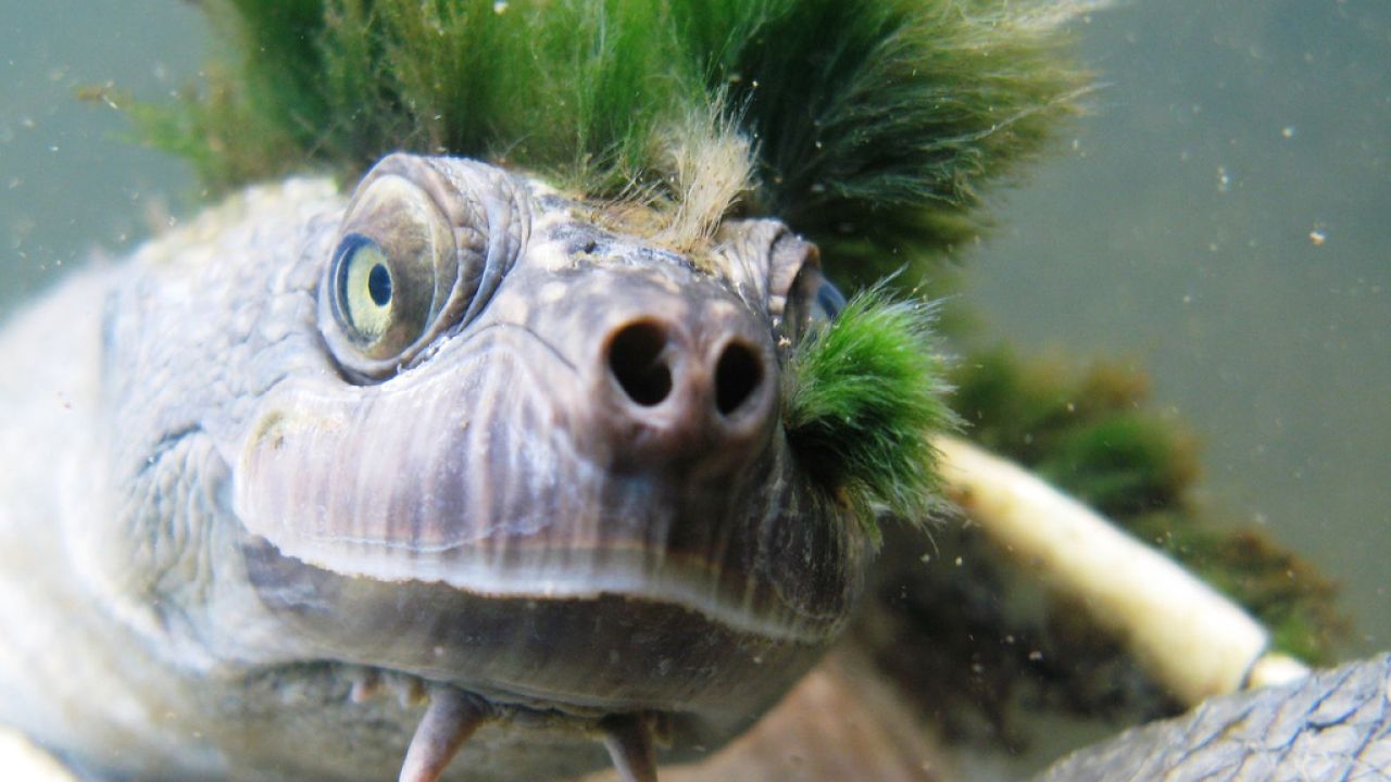 This Punk-Ass Turtle With Green Hair & Breathing Genitals Is Endangered
