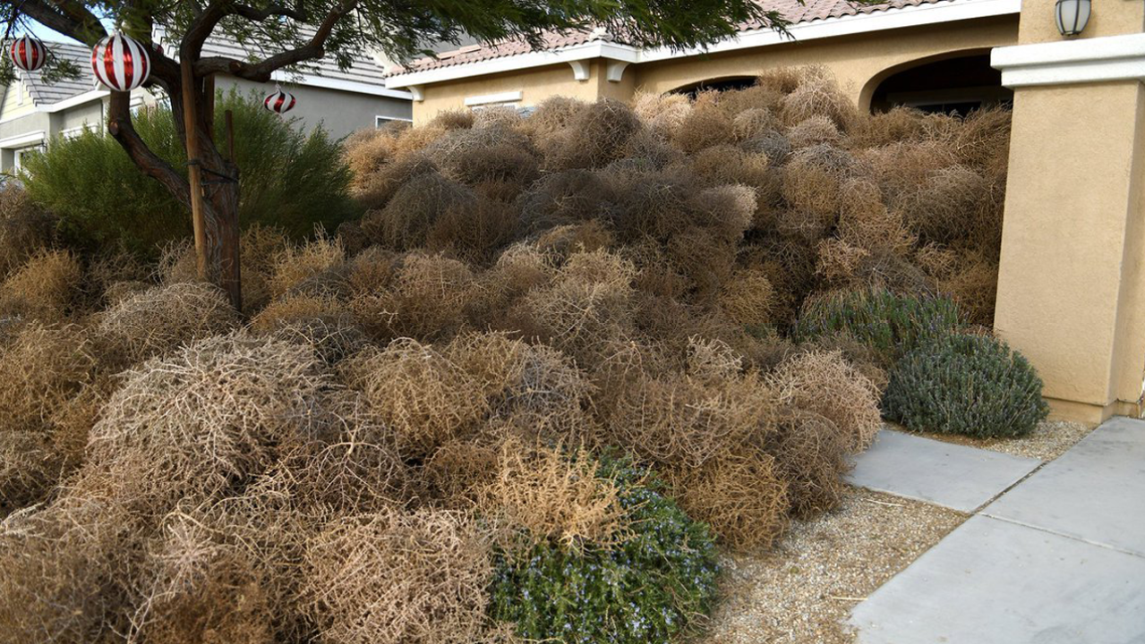 Tiny US Town Forced To Adjust To New Reality As Tumbleweeds Take Over