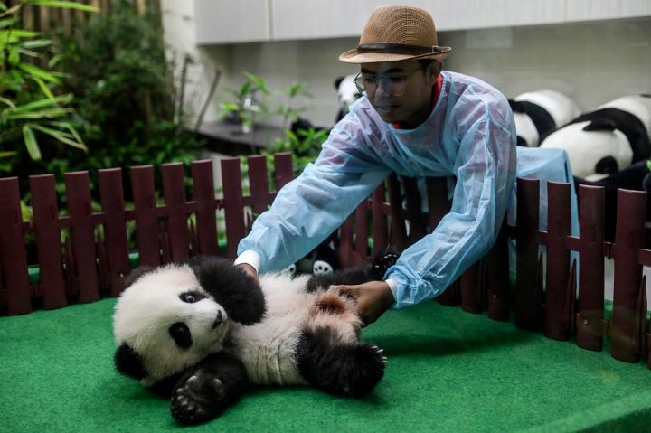 Please Enjoy These Photos Of A Rare Giant Panda Cub In A Malaysian Zoo