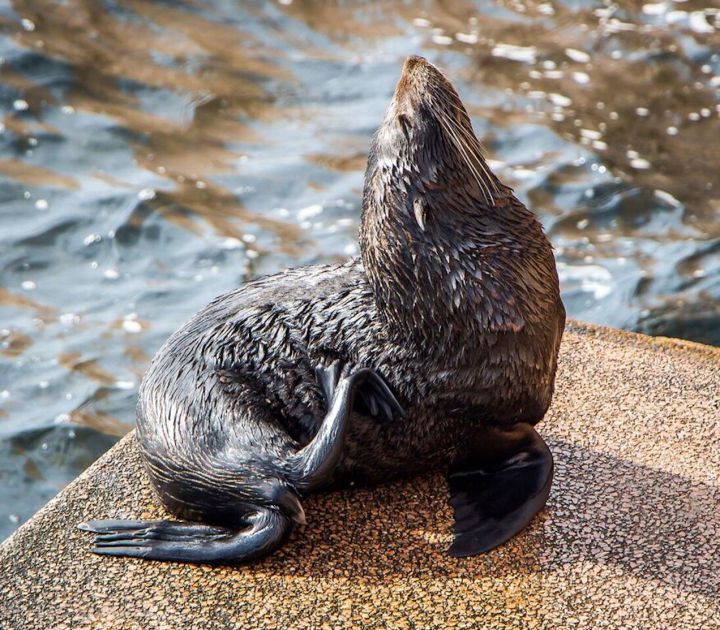 IMPORTANT: You Can Talk To The Sydney Opera House Seal & He’ll Talk Back