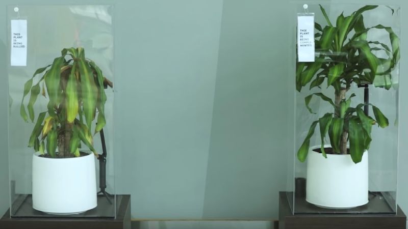 IKEA Got School Kids To Bully A Pot Plant ’Till It Wilted & It Actually Worked