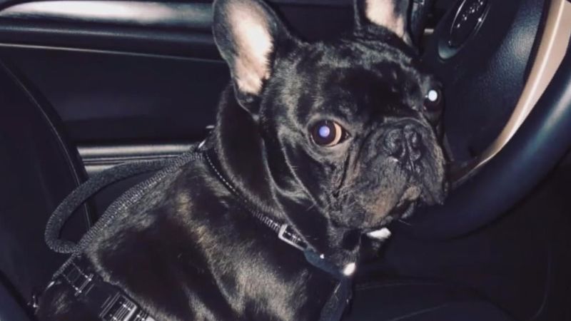 United Airlines Settles With Family Of French Bulldog Who Died On Flight