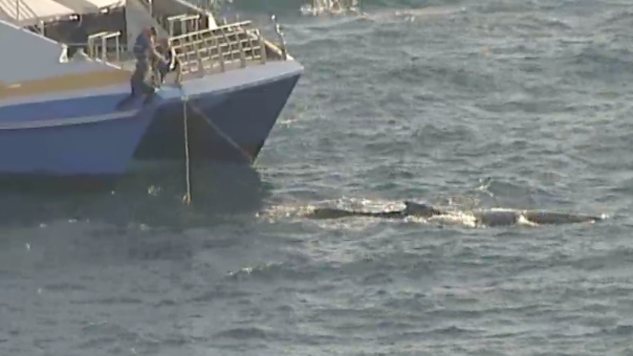 Marine Rescue Work To Free Ten-Metre Humpback Whale Caught In Net In Bondi
