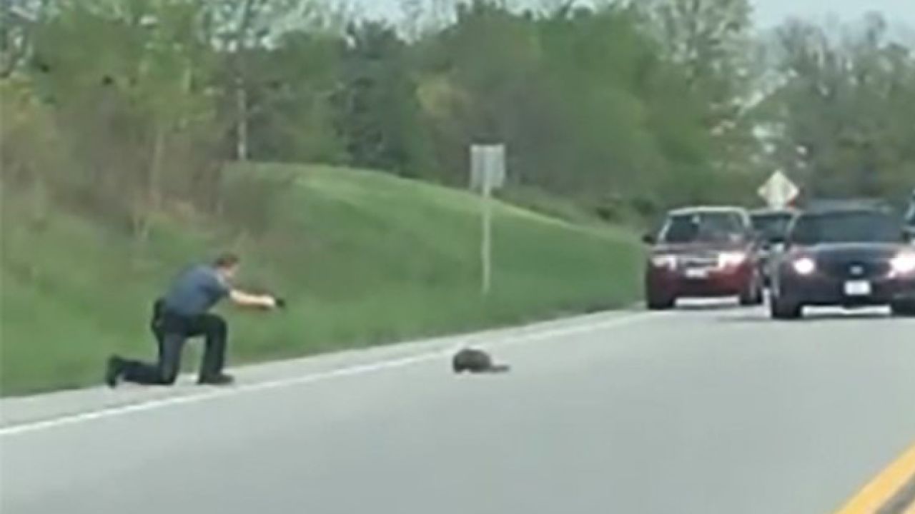 Wild Footage Shows US Cop Shooting Groundhog Dead For “Holding Up Traffic”