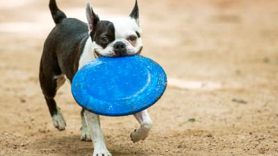Dog Park Rules That Pupper Parents Must Adhere To At All Times, Pls