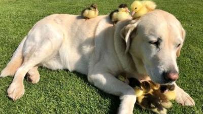 Not Sure About The Science Here But This Dog Adopted 9 Orphaned Ducklings