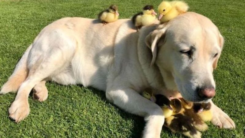 Not Sure About The Science Here But This Dog Adopted 9 Orphaned Ducklings