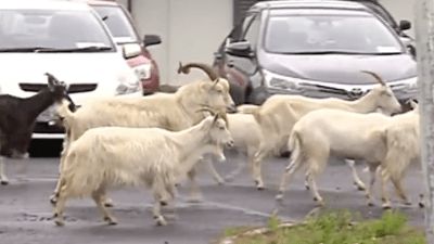 Irish Town Overrun By Feral Goats Seeks Solution To The Very Horny Crisis