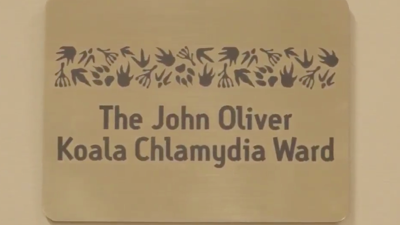John Oliver Has A Koala Chlamydia Ward In His Name Thanks To Russell Crowe