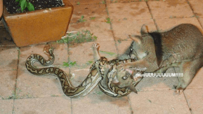 A Cunning Snek Got Belted By A Possum Mum After Trying To Nick Its Baby