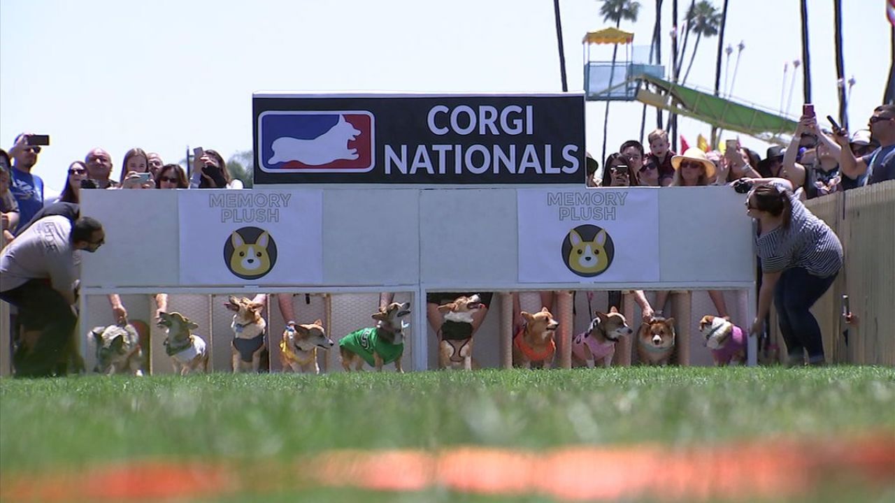 There Was A Corgi Race In California This Weekend & The Winner Was Everyone