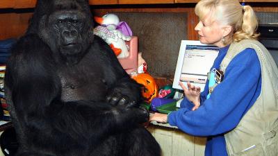 Koko, The Famous Gorilla Who Learned Sign Language & Loved Cats, Dies Aged 46