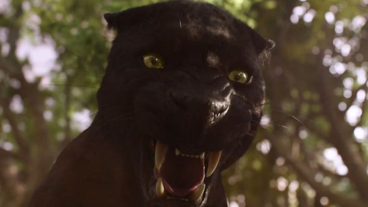 A Giant Feral Cat That’s Absolutely A Panther Just Attacked A Man In Gympie