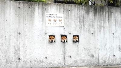 Three Wise Shibeys Have Become A Surprise Tourist Attraction In Japan