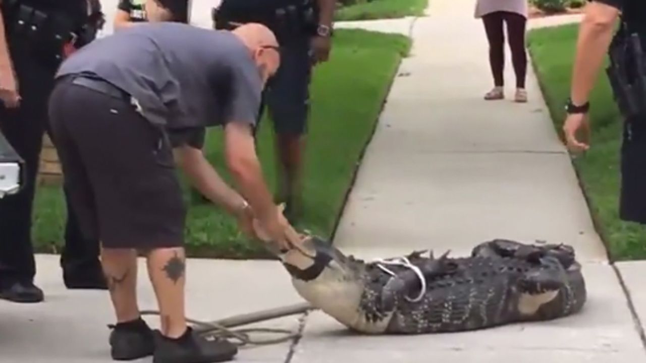 WATCH: Big Deadshit Gets Put On His Ass By Gator He Was Trying To Arrest