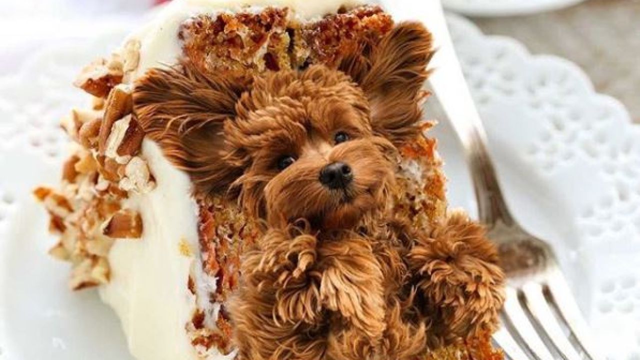 This Insta Photoshops Dogs In Food & We Dunno If It’s Terrifying Or Cute