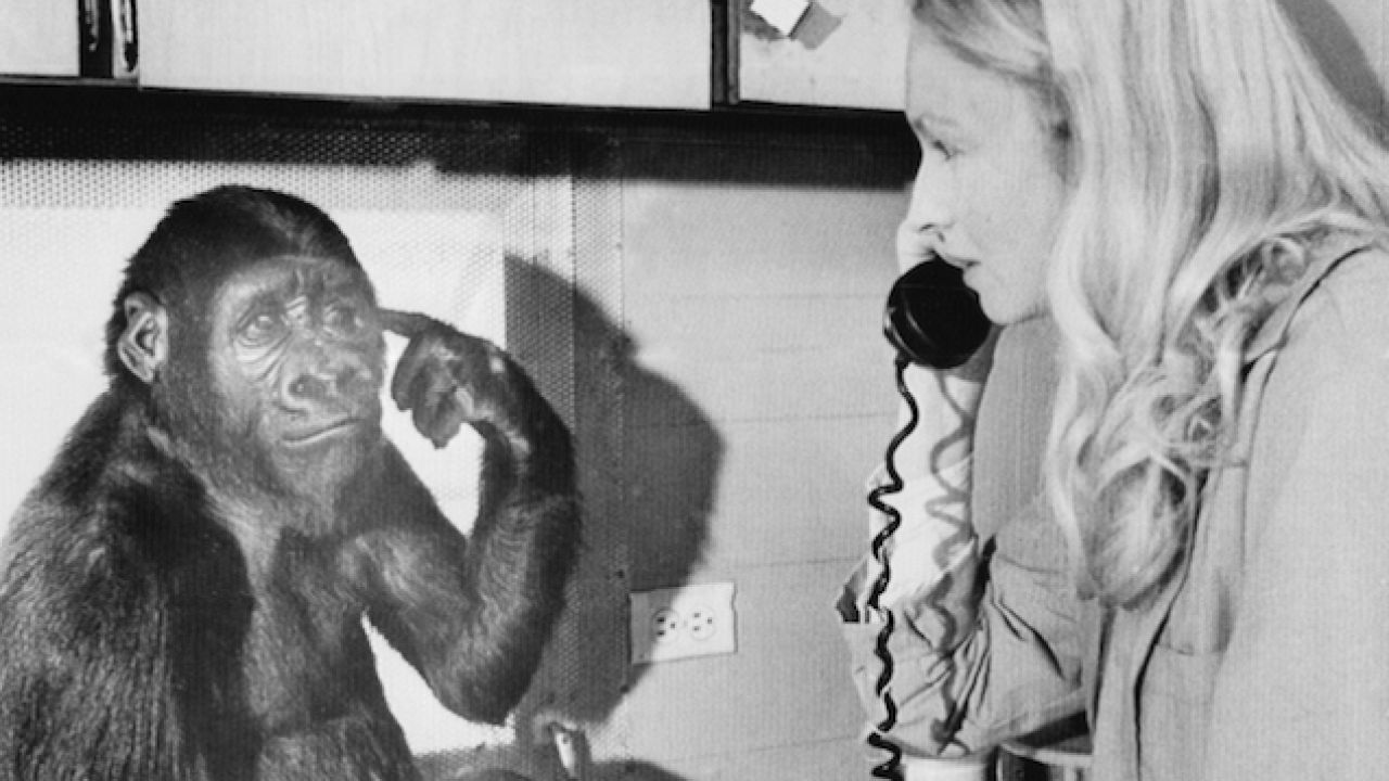 Remembering Koko The Gorilla, Nature’s Loosest Unit
