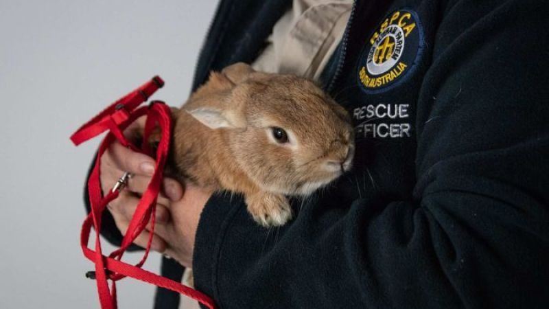 This Rabbit Caused A Hoppin’ Bomb Scare At Adelaide Airport Last Night