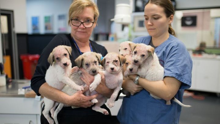 Seven Puppies Found Abandoned In A Box On The Side Of The Road In Rural QLD